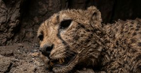 Em uma gruta perto de Arar, no norte da Arábia Saudita, acharam corpos inteiros de guepardos mumificados de forma natural, e os pesquisadores seguem impressionados com o quanto é “impossível” conservar um mamífero desse jeito