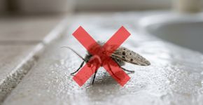 A limpeza do piso e dos azulejos não requer o uso de água sanitária: a forma correta e eficiente para afastar mosquitos do banheiro