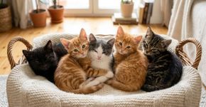 É por isso que os gatinhos de uma mesma ninhada costumam ser muito diferentes uns dos outros