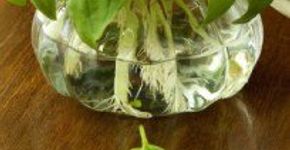7 temperos que você pode replantar em casa