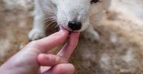 Fotógrafo registra belas e fofas fotos de animais selvagens se alimentando