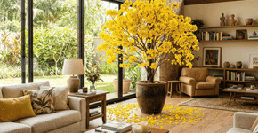 A árvore que solta um tapete de ouro é uma das mais belas do mundo e pode ser cultivada como uma planta de interior