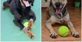 Cães vão trabalhar como gandulas em torneio de tênis em SP