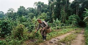 Tigres-de-sumatra estão sendo protegidos de armadilhas mortais com as próprias fezes, usadas para afastar javalis das plantações