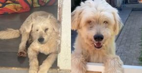 Cão mais fofo do abrigo não consegue ser adotado por conta de sua condição especial