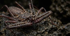 O “pet alienígena” que parece uma mistura de aranha e escorpião, mas é um amblipígio sem veneno