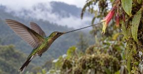 O beija flor bico de espada possui um bico maior que o próprio corpo e depende dele para alcançar flores profundas que poucas aves conseguem explorar, levantando a cabeça para cuidar das próprias penas