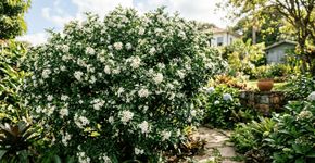 O arbusto de flores brancas perfumadas que encanta jardins durante o ano todo: cresce em qualquer solo, exige pouquíssima manutenção e é ideal para cercas vivas