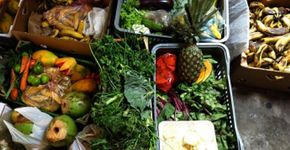 Estudo revela que 30% do alimento produzido no mundo é perdido; aprenda a evitar o desperdício