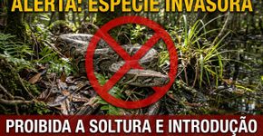 Flórida paga até US$ 30 por hora para caçar pítons invasoras, mais US$ 50 por cobra e US$ 25 por cada pé adicional