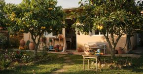 Árvores que dão sombra em casa, refrescam o ambiente e ainda entregam um lanche natural para sua família