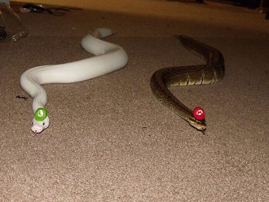 Internautas publicam fotos de cobras usando chapéu (Reprodução/Bored Panda)