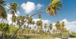 Foto: (4FR/iStock)