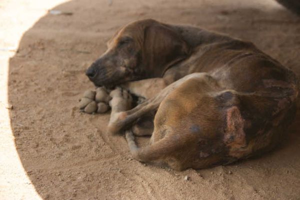 De acordo com relatório do Ibama, cerca de 400 espécies diferentes de seres vivos podem ter sido impactadas com a tragédia ambiental. Acima, a pele ferida de um cachorro de uma das famílias Krenak mostra as consequências da contaminação do Doce. Muitos animais domésticos da comunidade costumavam caçar e tomar banho na água do rio
