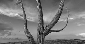 A fotografia surreal de Dariusz Klimczak