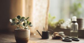 Plantas que vivem bem em vasinhos pequenos e não dão trabalho nenhum