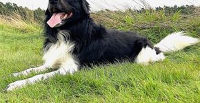 Stabyhoun: conheça as características do cachorro dessa raça