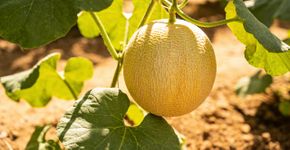 Melão-de-cheiro, a fruta antiga que voltou a conquistar quem planta em casa