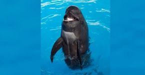 Baleia piloto mais velha em cativeiro morre após 50 anos de exploração no SeaWorld
