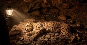 Em uma caverna próxima a Arar, no norte da Arábia Saudita, pesquisadores localizaram exemplares íntegros de guepardos mumificados de forma natural, e a comunidade científica segue impressionada com a preservação “impossível” desses mamíferos em tal ambiente