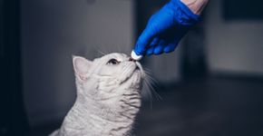3 doenças causadas por vermes em animais de estimação