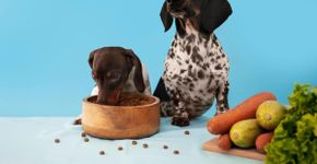 4 curiosidades sobre o paladar dos cachorros