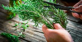 Foto: (iStock/ fcafotodigital)