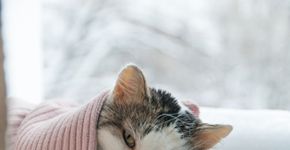 Foto: (Tanchic/istock)