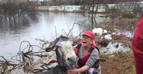 Burro sorri após ser resgatado de enchente na Irlanda