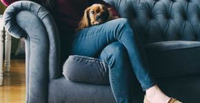 Aplicativo ajuda monitorar animais em casa ou no pet shop