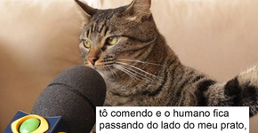 11 desabafos que este gatíneo disparou pela internet