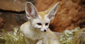 Feneco: 8 curiosidades sobre essa raposa que vive no deserto 