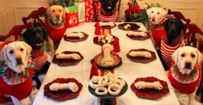 Estes cachorros ganharam a sua própria ceia de Natal