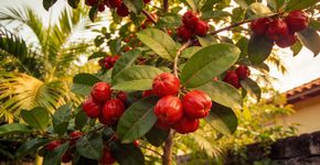 A planta que produz frutos que transforma o sabor de alimentos azedos em doce