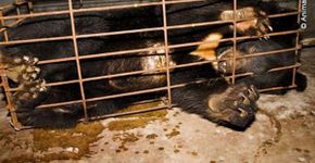 Urso é libertado depois de 9 anos de exploração em fábrica