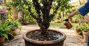 Demorei muito para entender por que no interior de Minas a jabuticaba não deve ser regada só na base do tronco