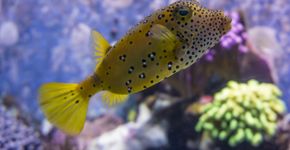 5 criaturas do mar que podem acabar com sua vida em um instante