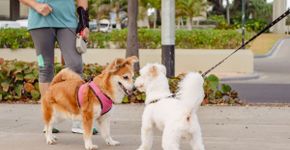 Seu cachorro é tímido? Veja 7 dicas para torná-lo mais sociável 