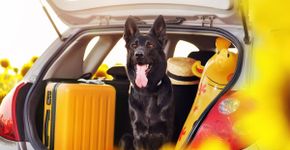 5 cuidados essenciais para viajar com os pets no verão