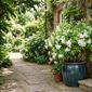 Da redação: A planta chinesa que perfuma toda a entrada da casa e cresce perfeitamente em meia-sombra