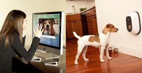 Aparelho permite se comunicar à distância com animais de estimação
