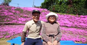Japonês cultiva milhares de flores para deixar esposa feliz