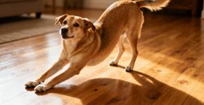 Cachorro se esticando? Saiba quando é dor ou carinho