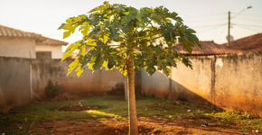 A planta que transforma um quintal quente em área sombreada e ainda oferece vitaminas naturais sem precisar ir ao mercado