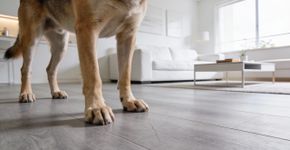 Por que o Piso vinílico é a melhor escolha para quem tem pet em casa