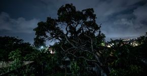 Menino insiste que alguém chama seu nome do quintal todas as noites, família instala uma câmera e descobre de onde vinha o som