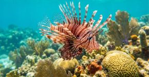 Peixe venenoso avança no litoral brasileiro: o que fazer se você encontrar um
