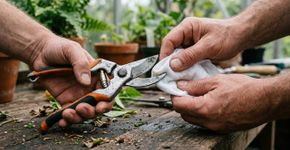 Limpar a tesoura de poda antes de trocar de planta: retire terra e seiva, depois desinfete a lâmina para reduzir a transmissão de doenças
