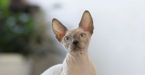 6 raças de gato sem pelo