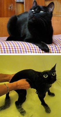 Galeria: cães e gatos antes e depois de tomar banho